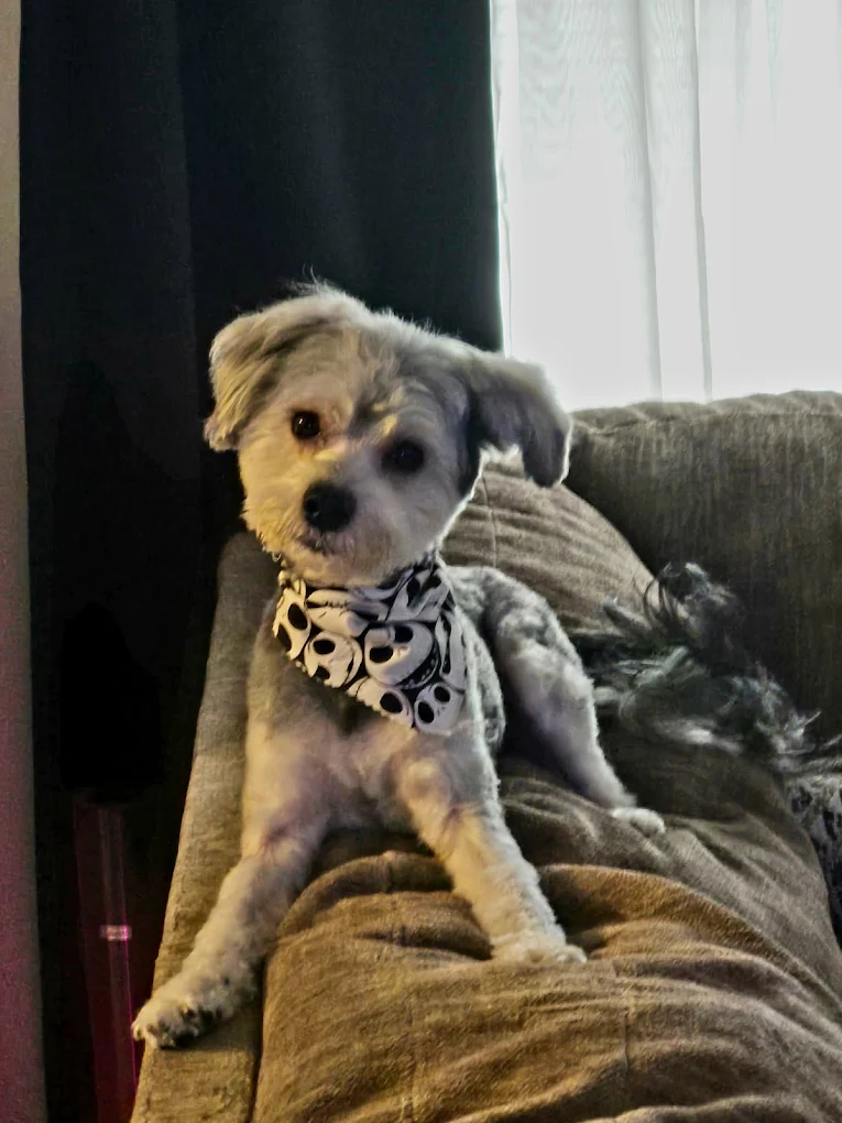 Aunt Linda's Pet Grooming